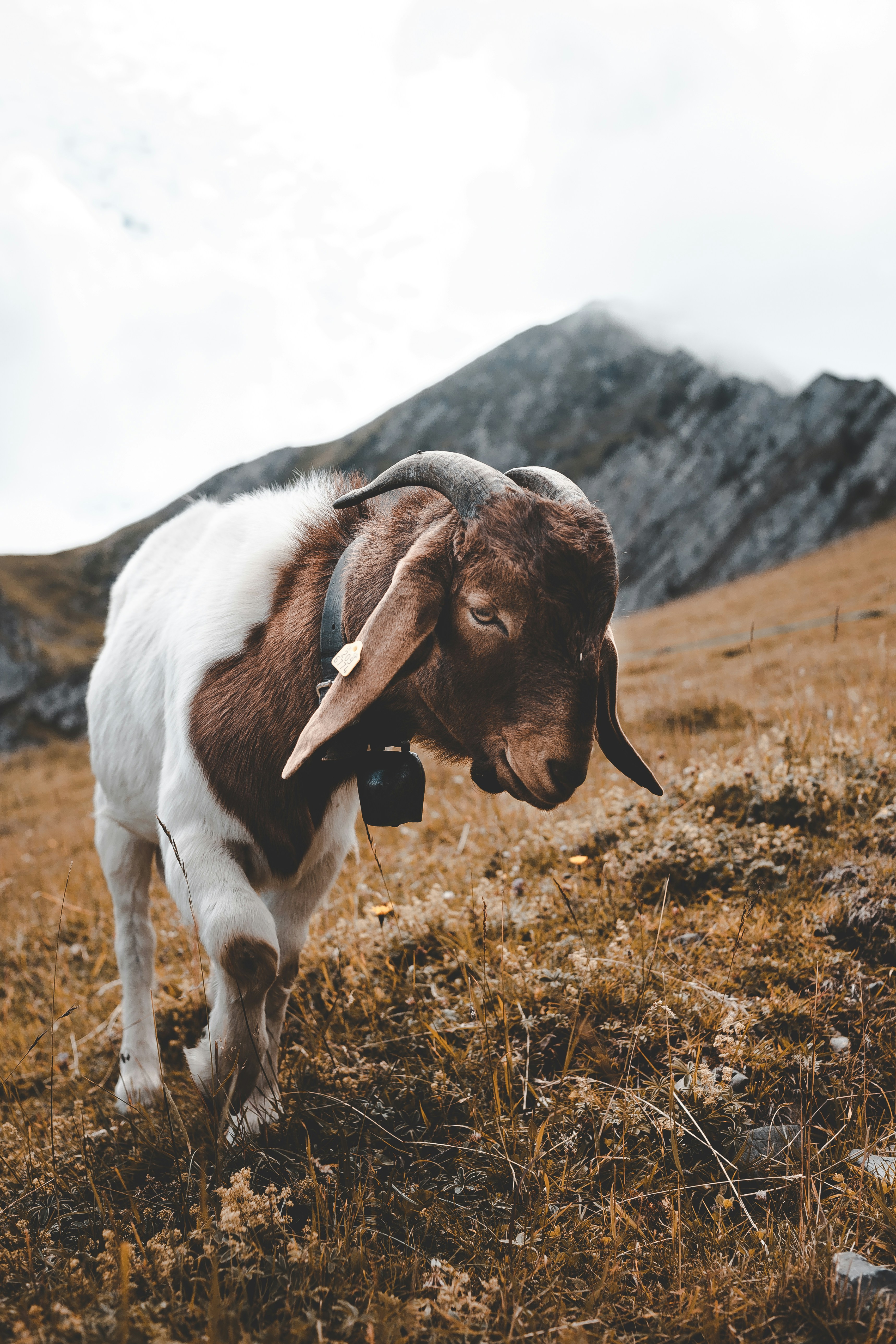 Beautiful Boer Goats